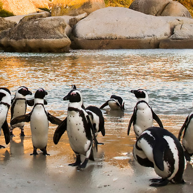 MERAVIGLIE SUDAFRICANEe