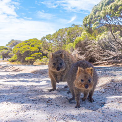 western australia perth rottnest island quokka australia Sydneye