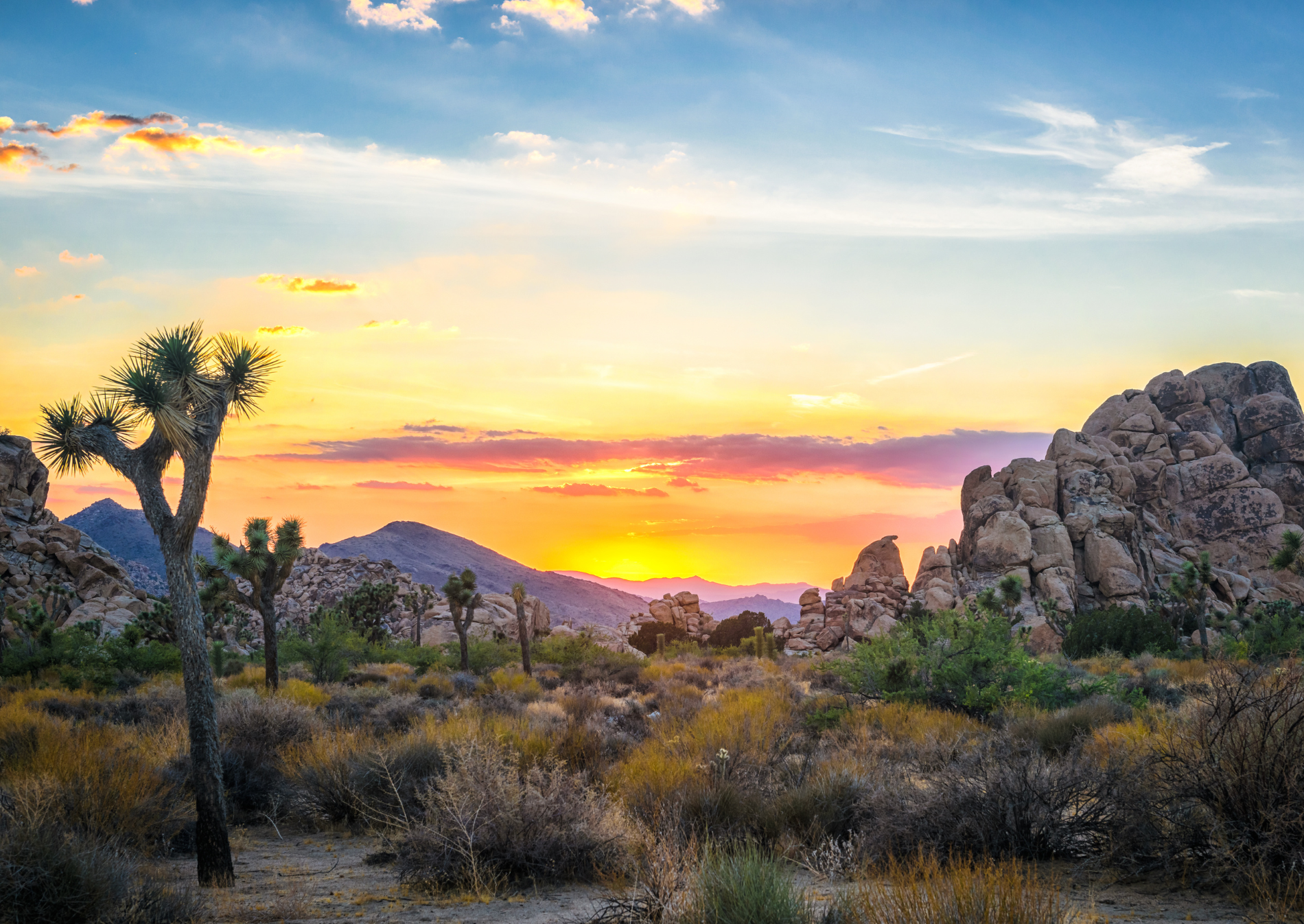 joshua-tree-national-park