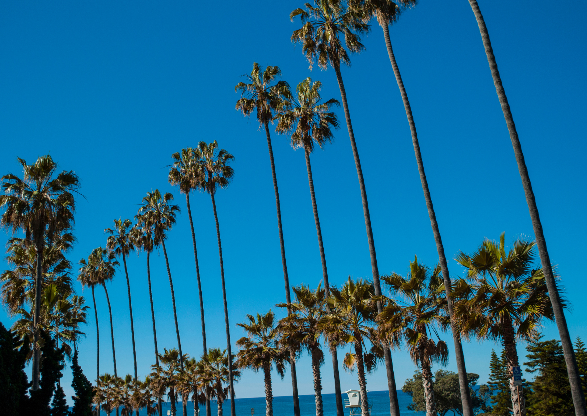 lungomare-la-jolla-palme