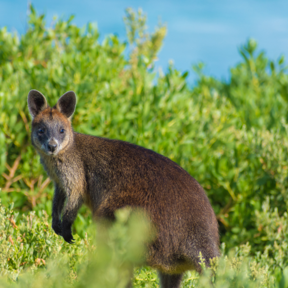 Australiae