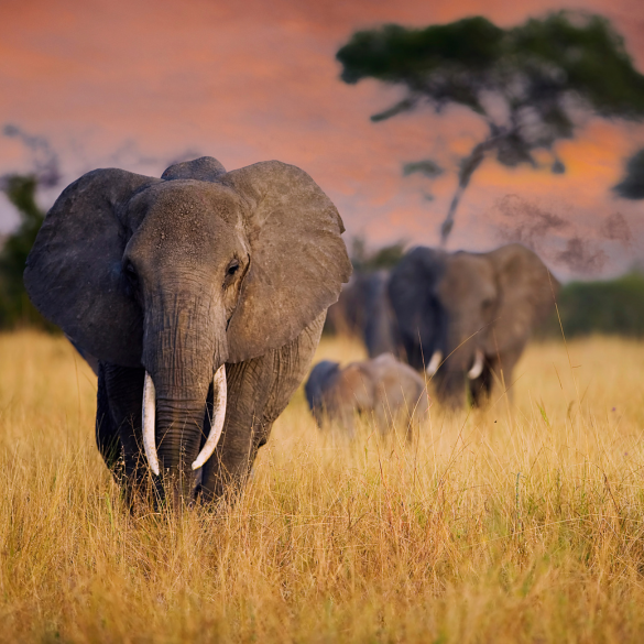 Tanzania, glampinge