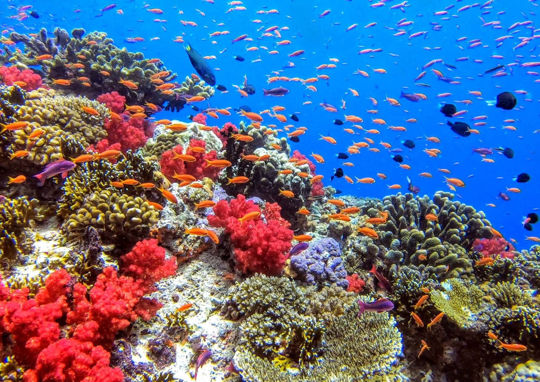 coral-reef-fiji