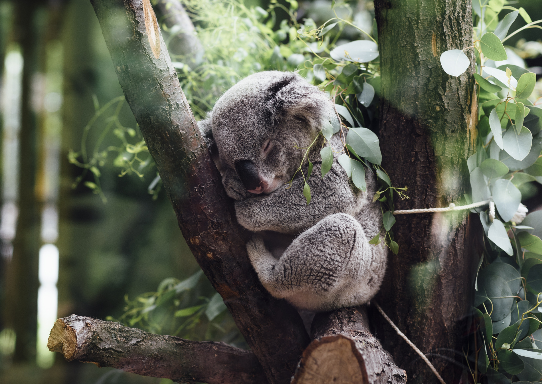 koala-port-macquarie-forest