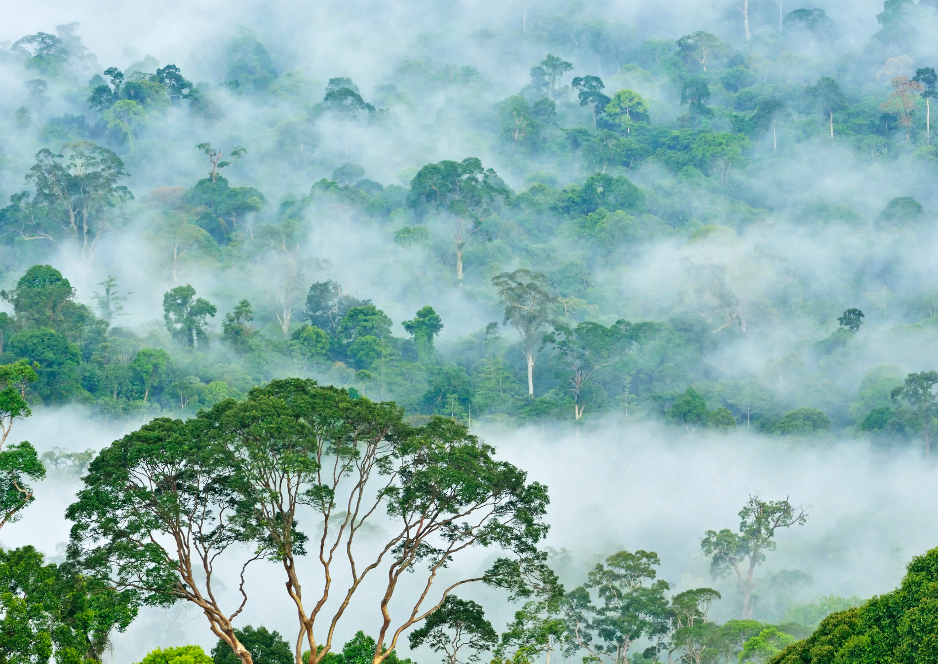 fog-forest-borneo-lahad-datu