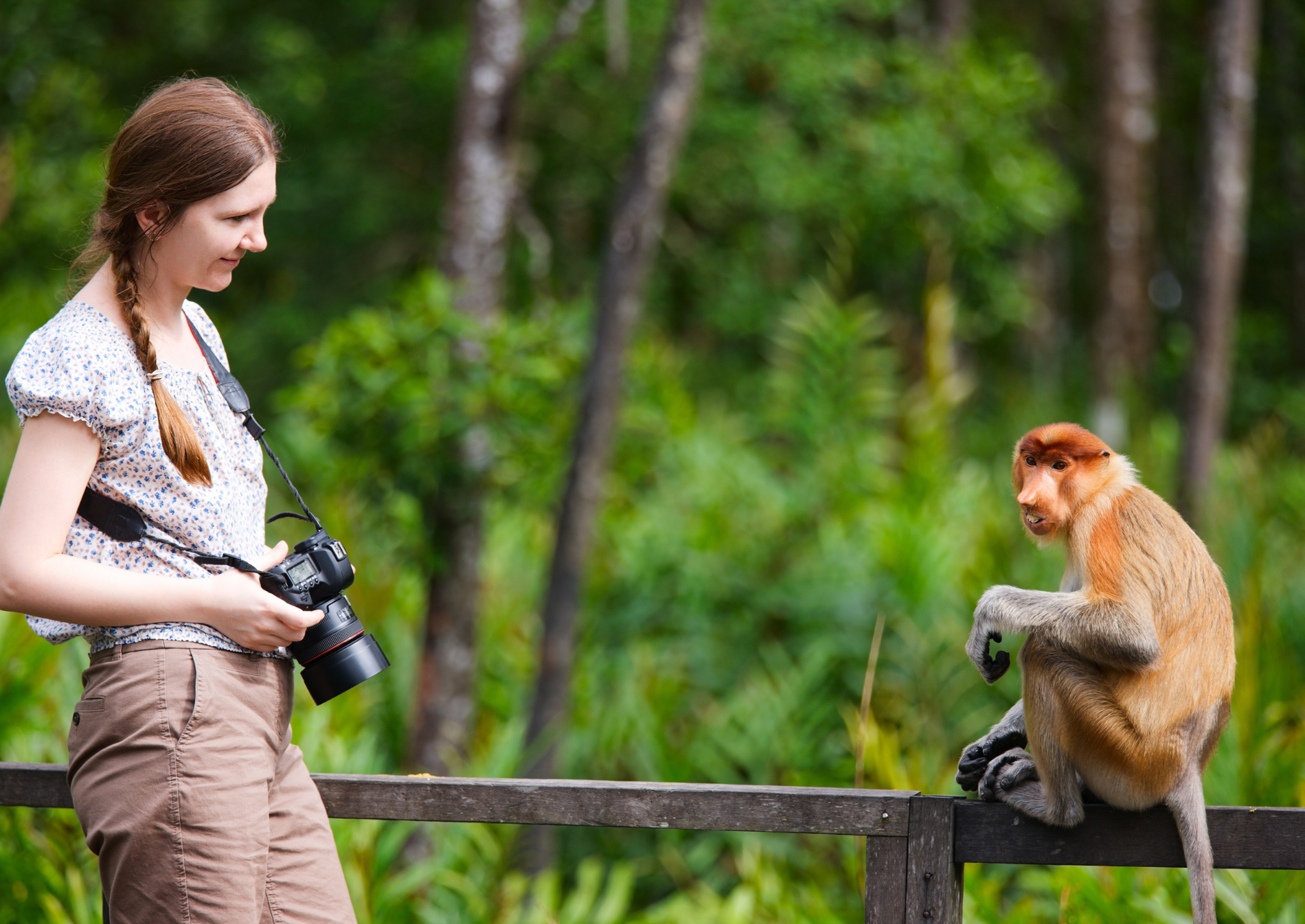 bako-national-park-monkey