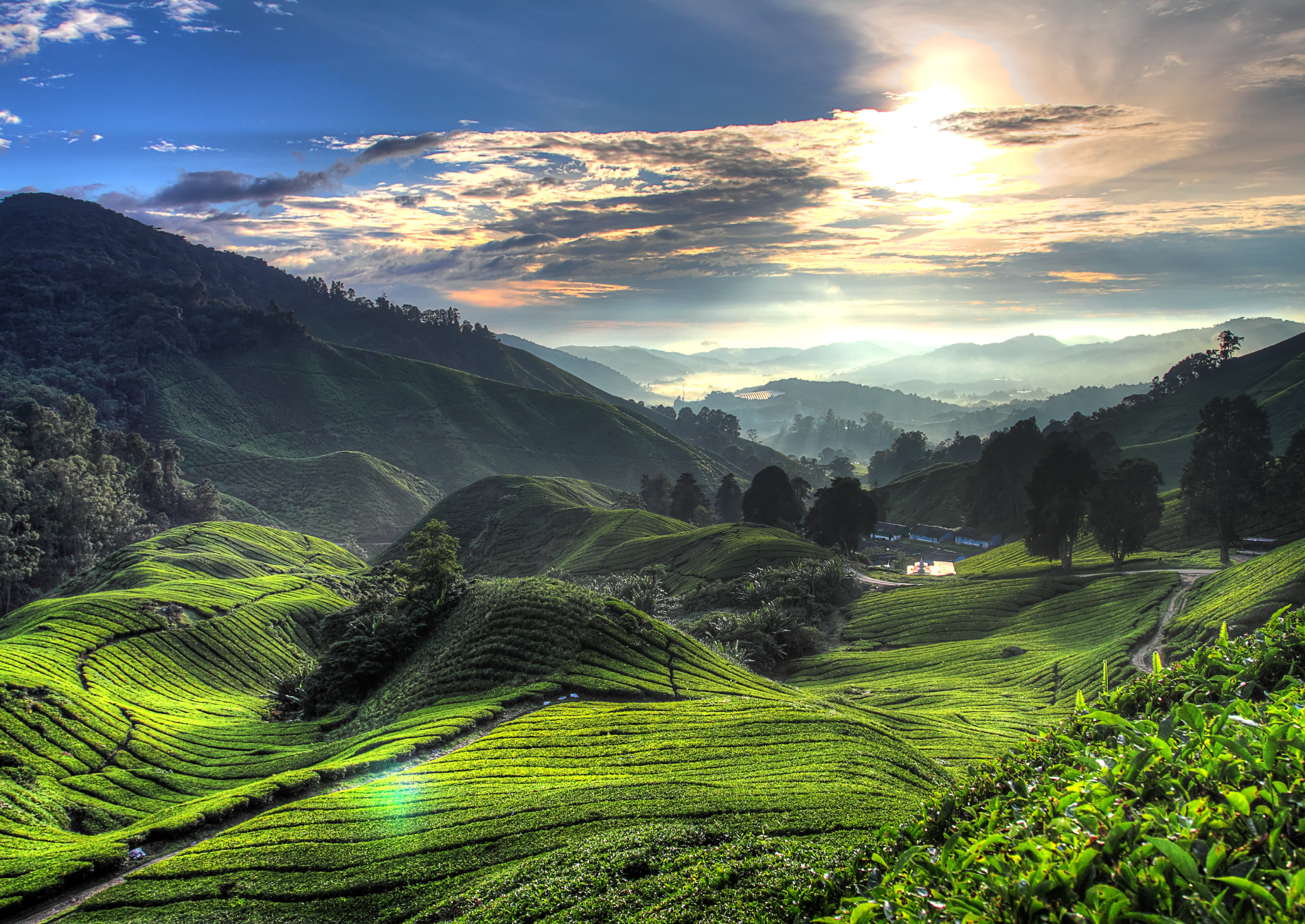 cameron-highlands-tea