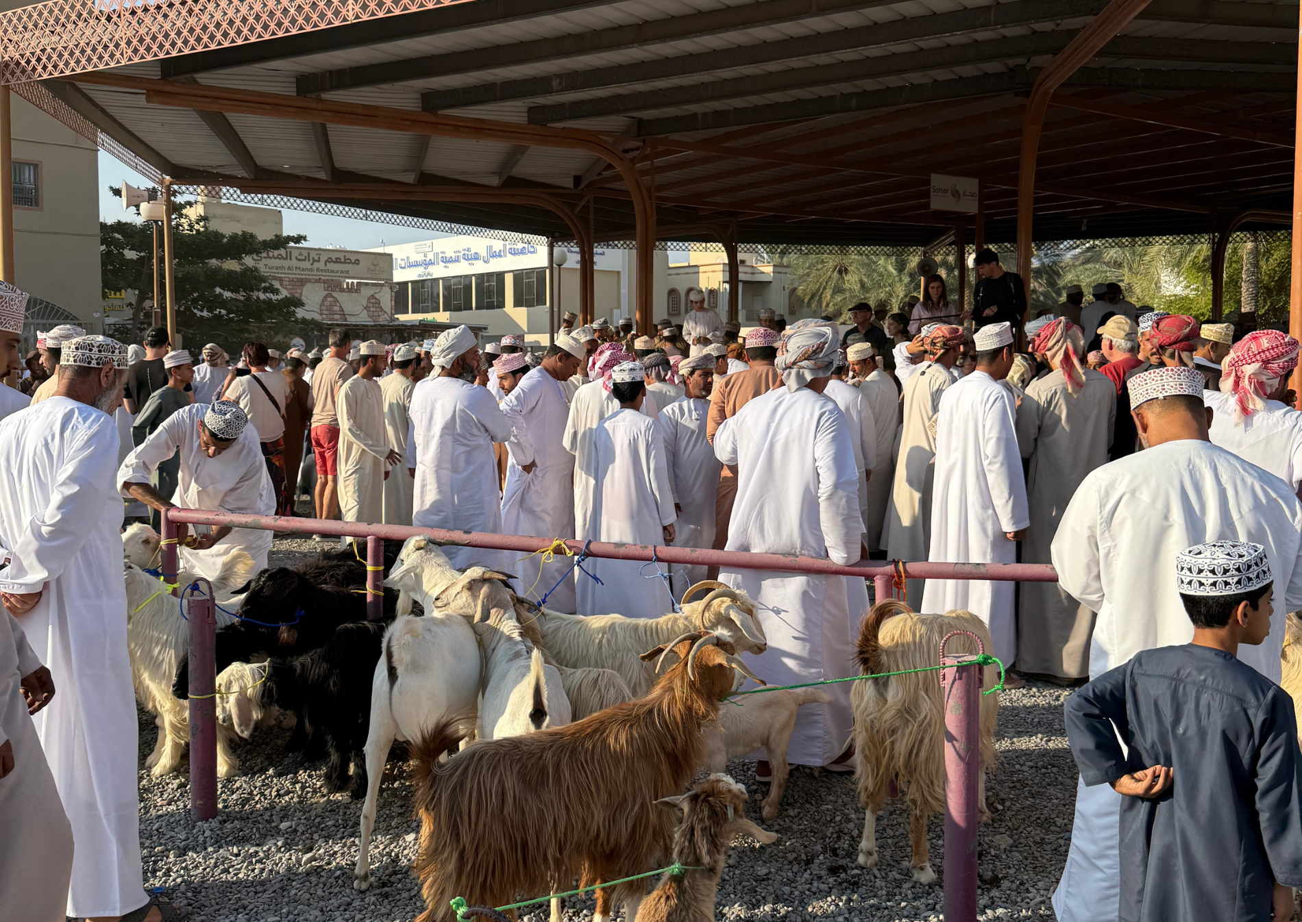 friday-morning-animal-market-nizwa