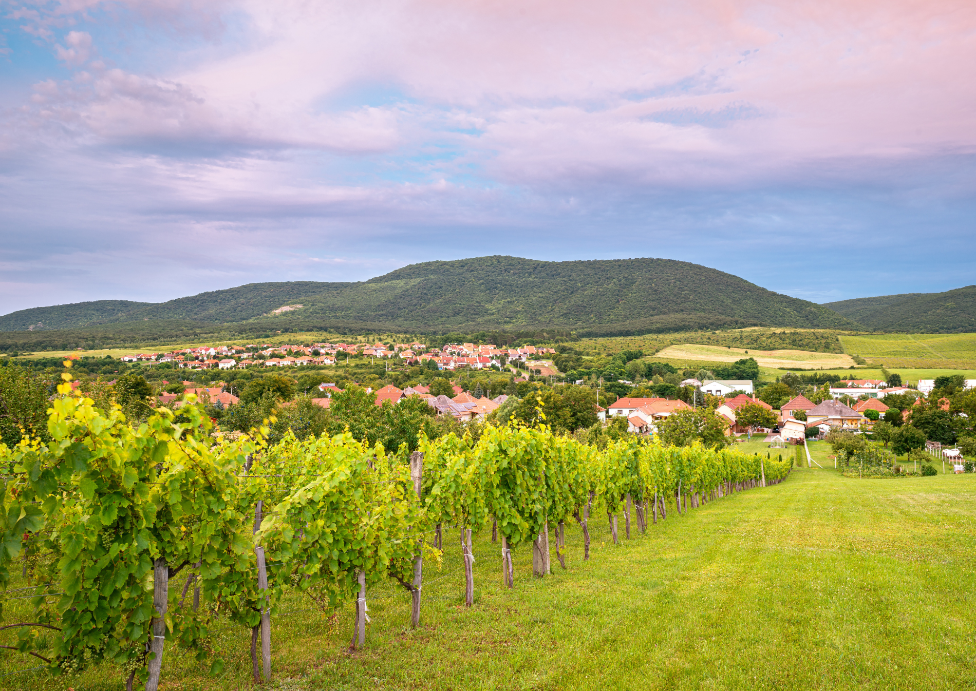 vineyards-eger-bikavér