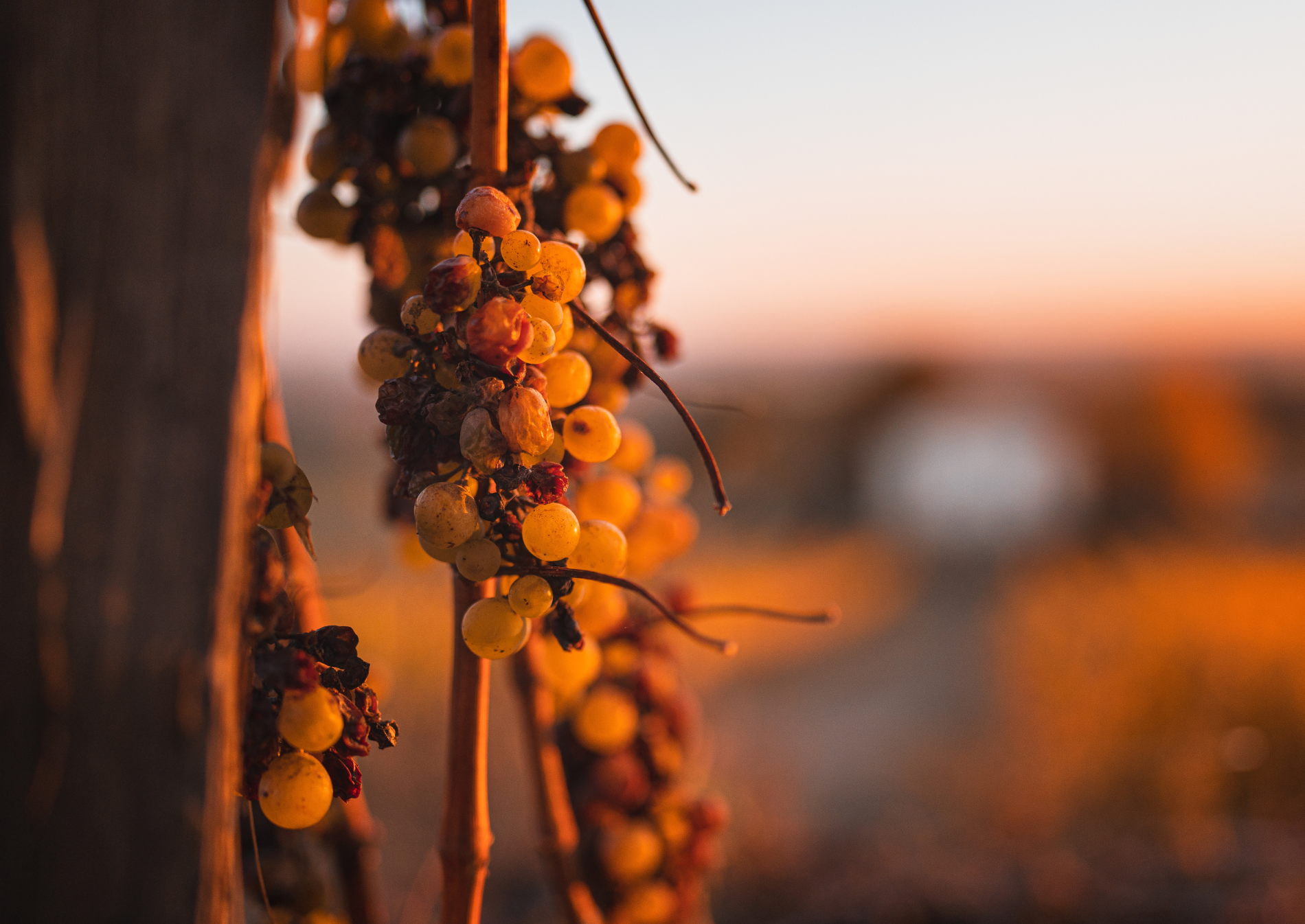 tokaj-botrite-poetry