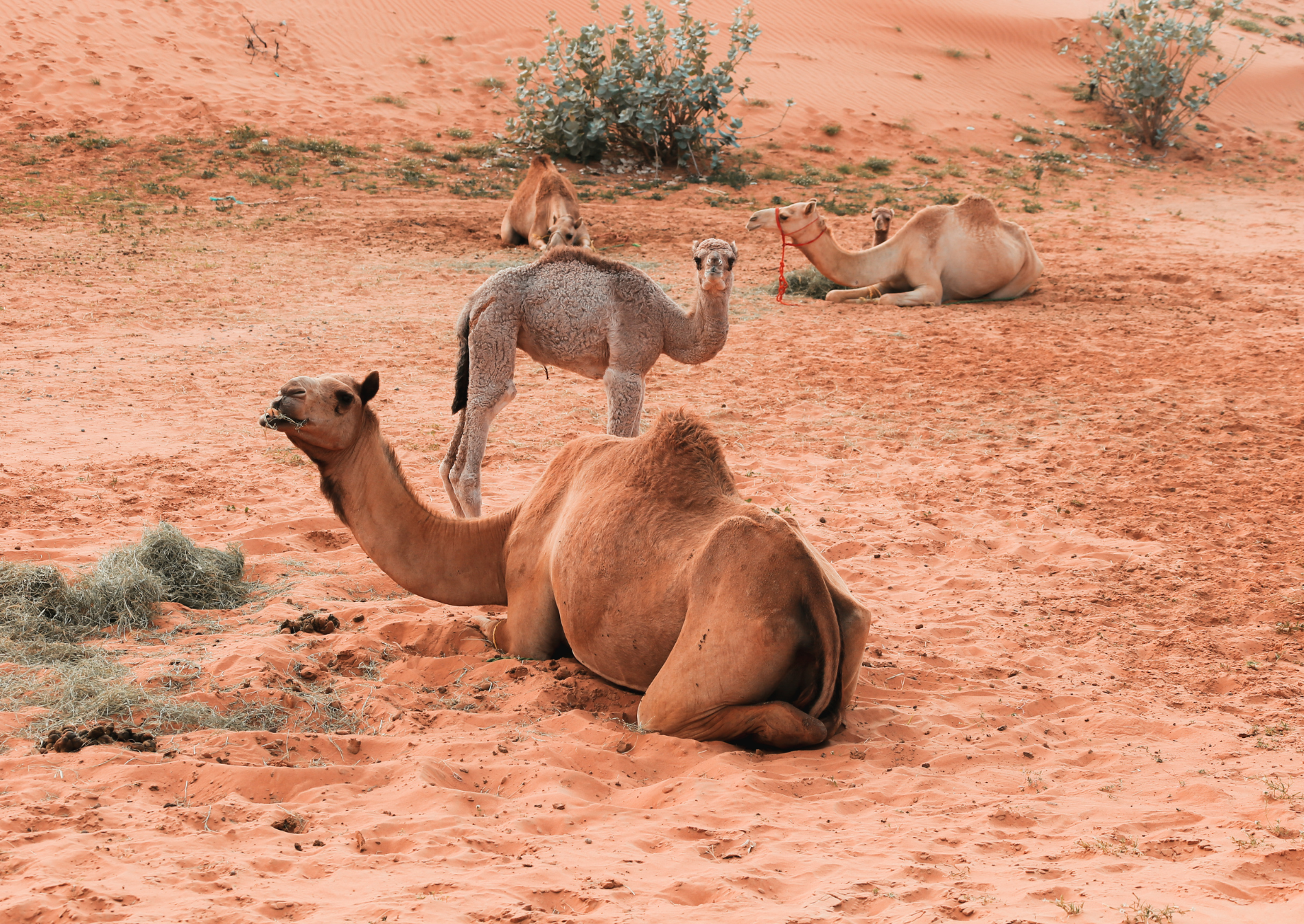 ras-al-khaimah-desert-camel-ride