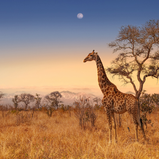 Cape Town, Johannesburg, Qwabi Private Reserve, Sudafricae