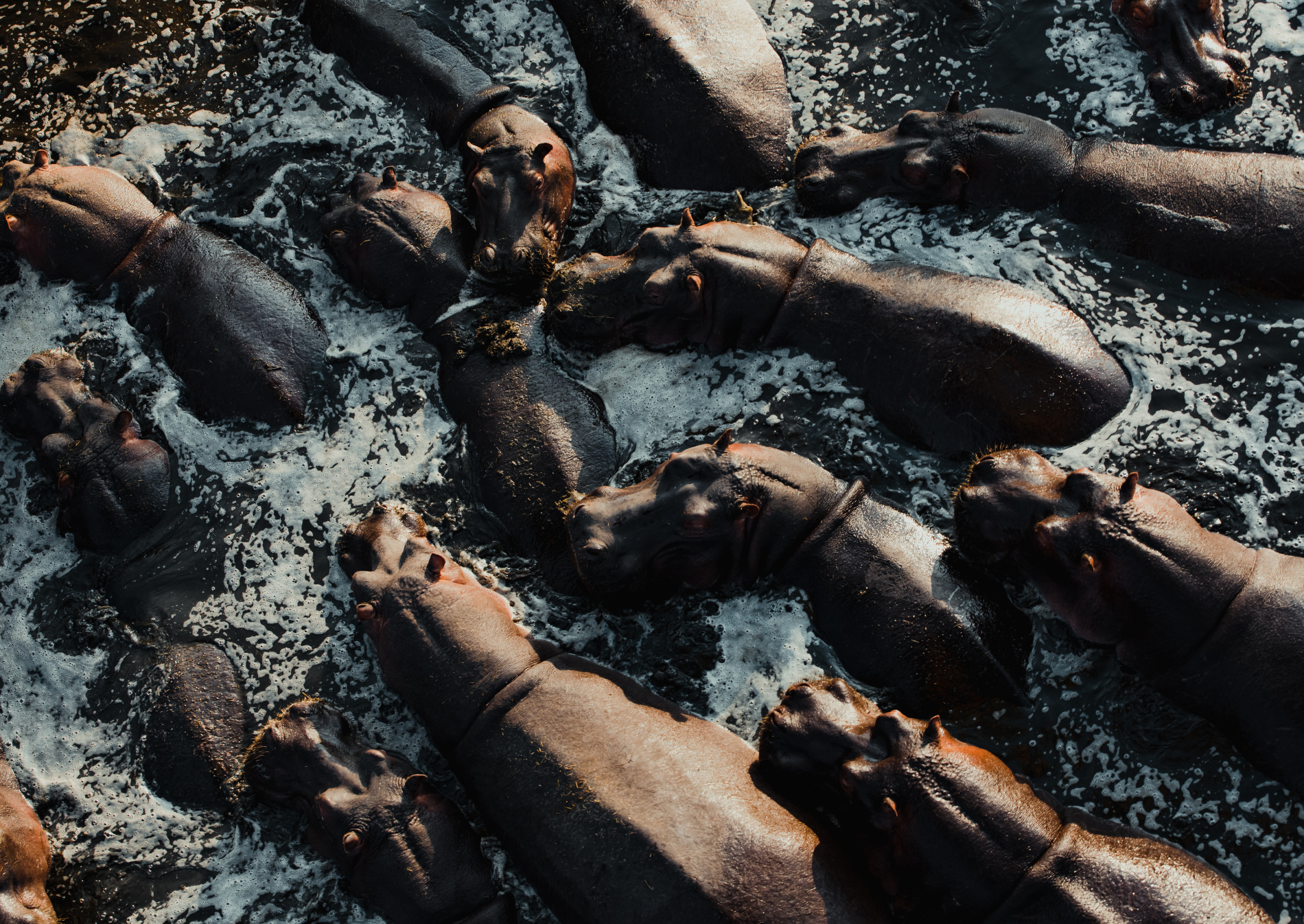 hippopotamus-water-africa-tanzania