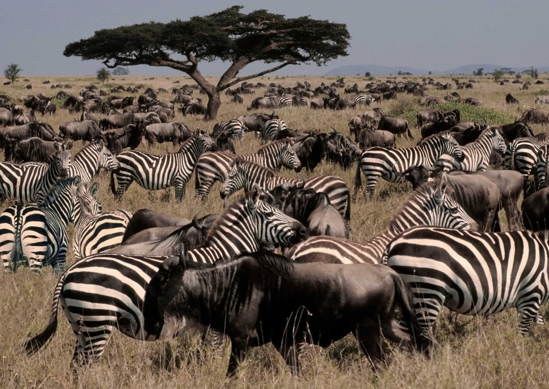 herd-serengeti-national-park-tanzania