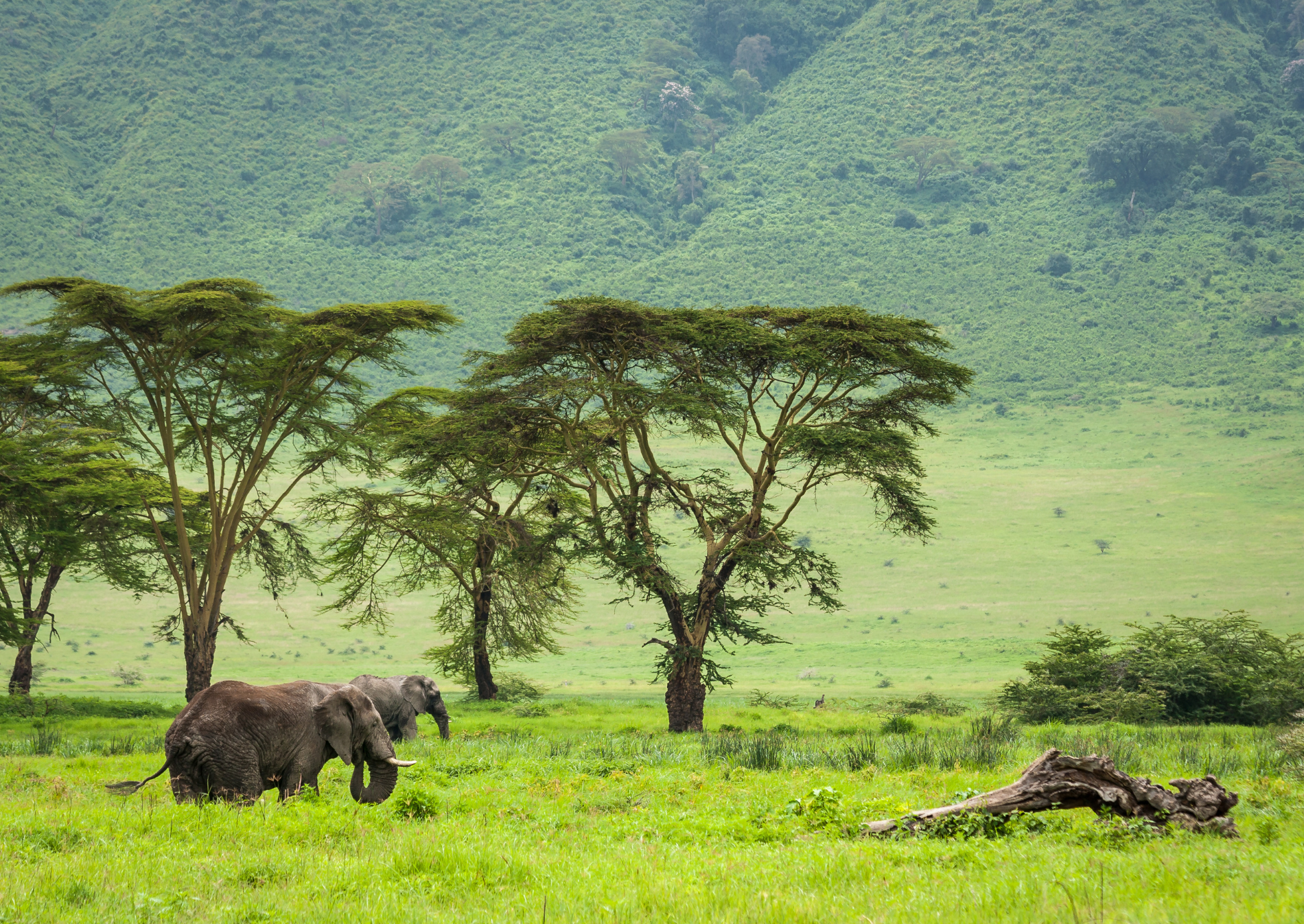 elephants-national-park-ngorongoro-tanzania