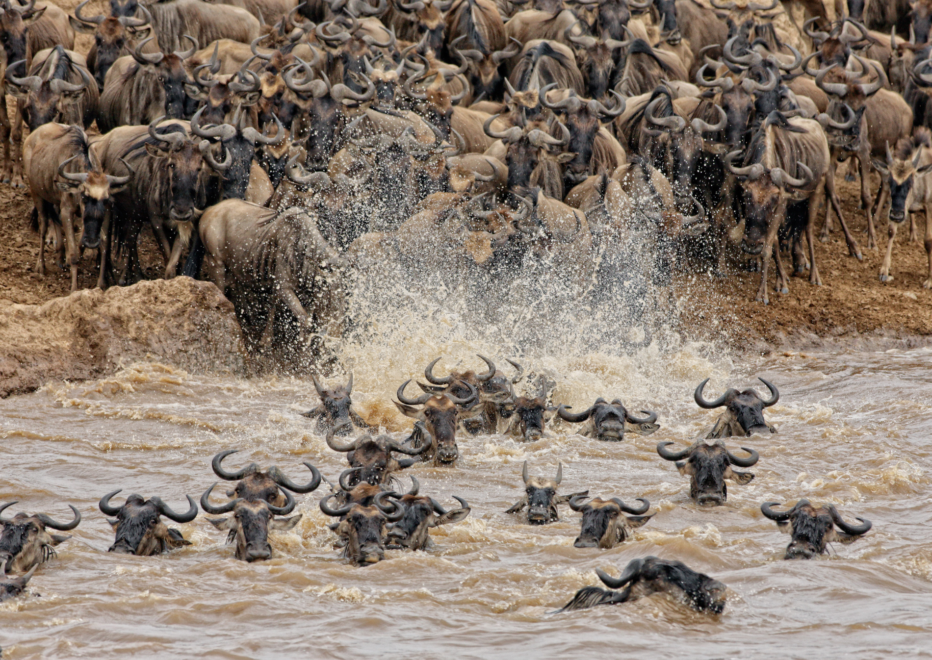 buffalos-africa-migration-masai-mara-national-reserve-kenya