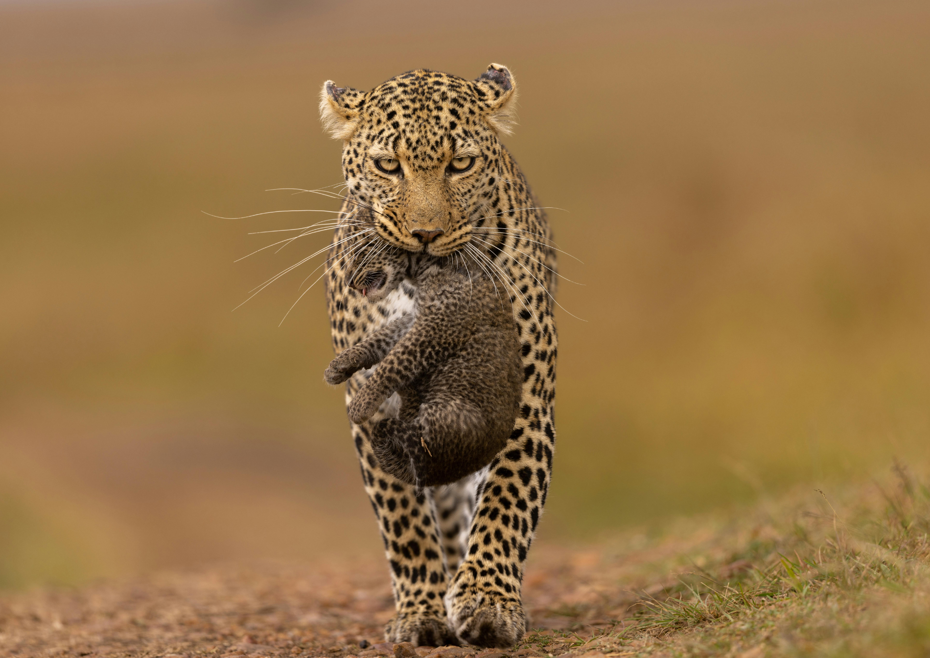 leopard-mara-masai-kenya