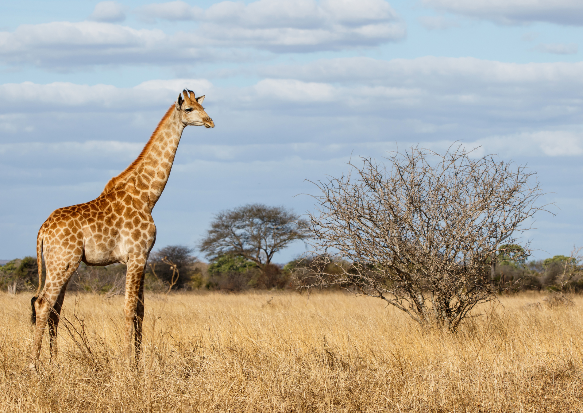 giraffe-kruger-national-park-southafrica