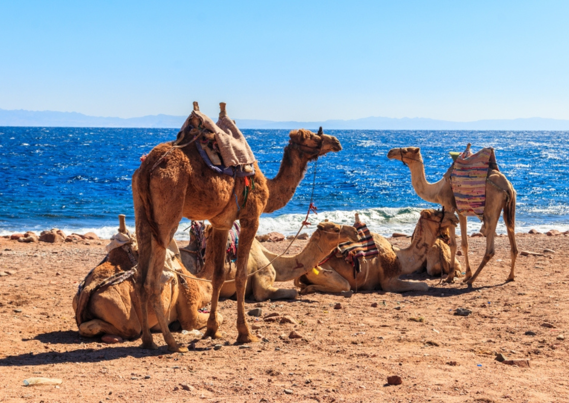 camel-red-sea-beach