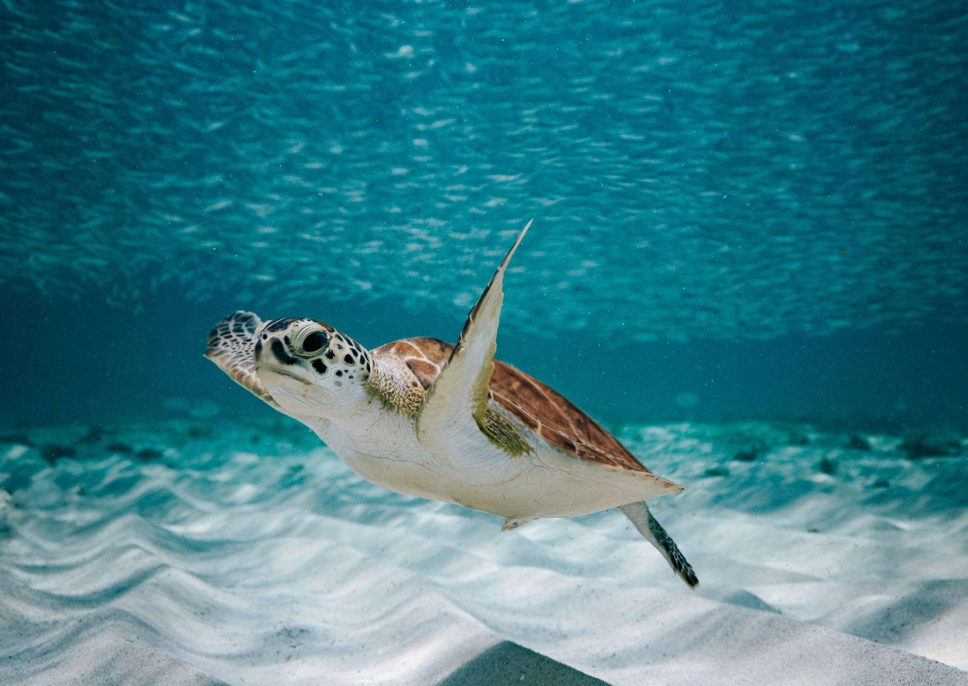 sea-turtles-aruba