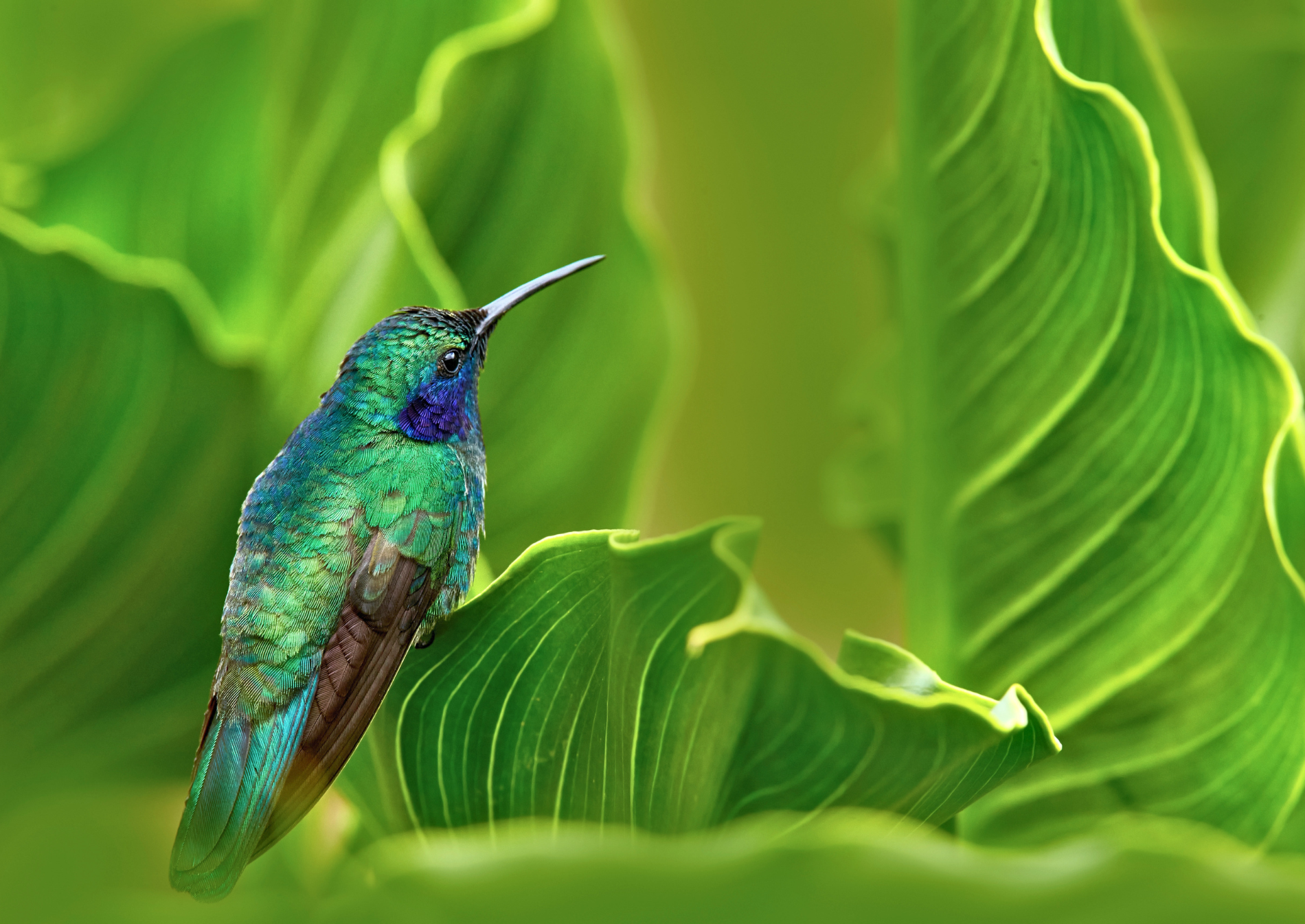 panama-hummingbird-wildlife