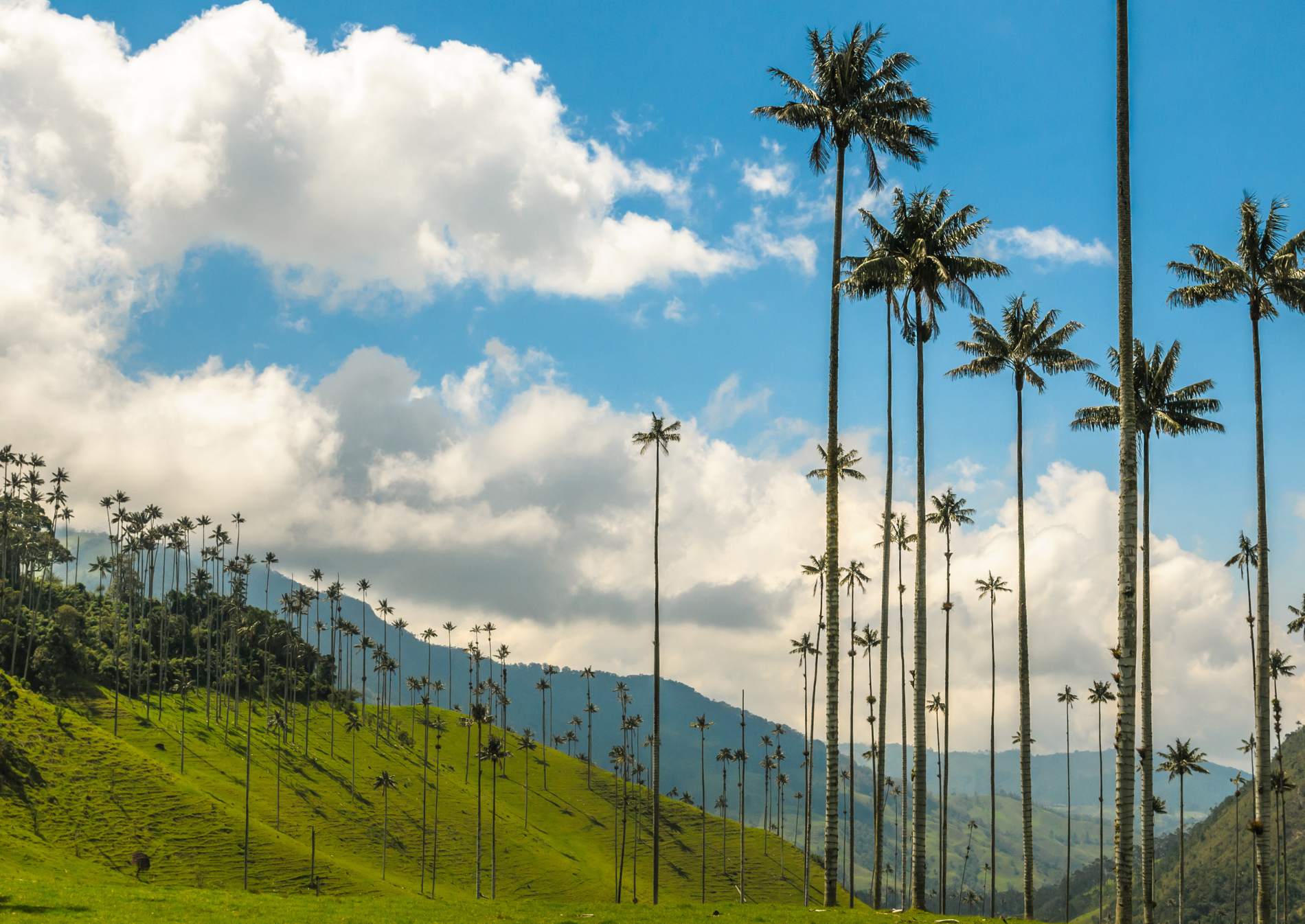 cocora-valley-palm-trees-andes