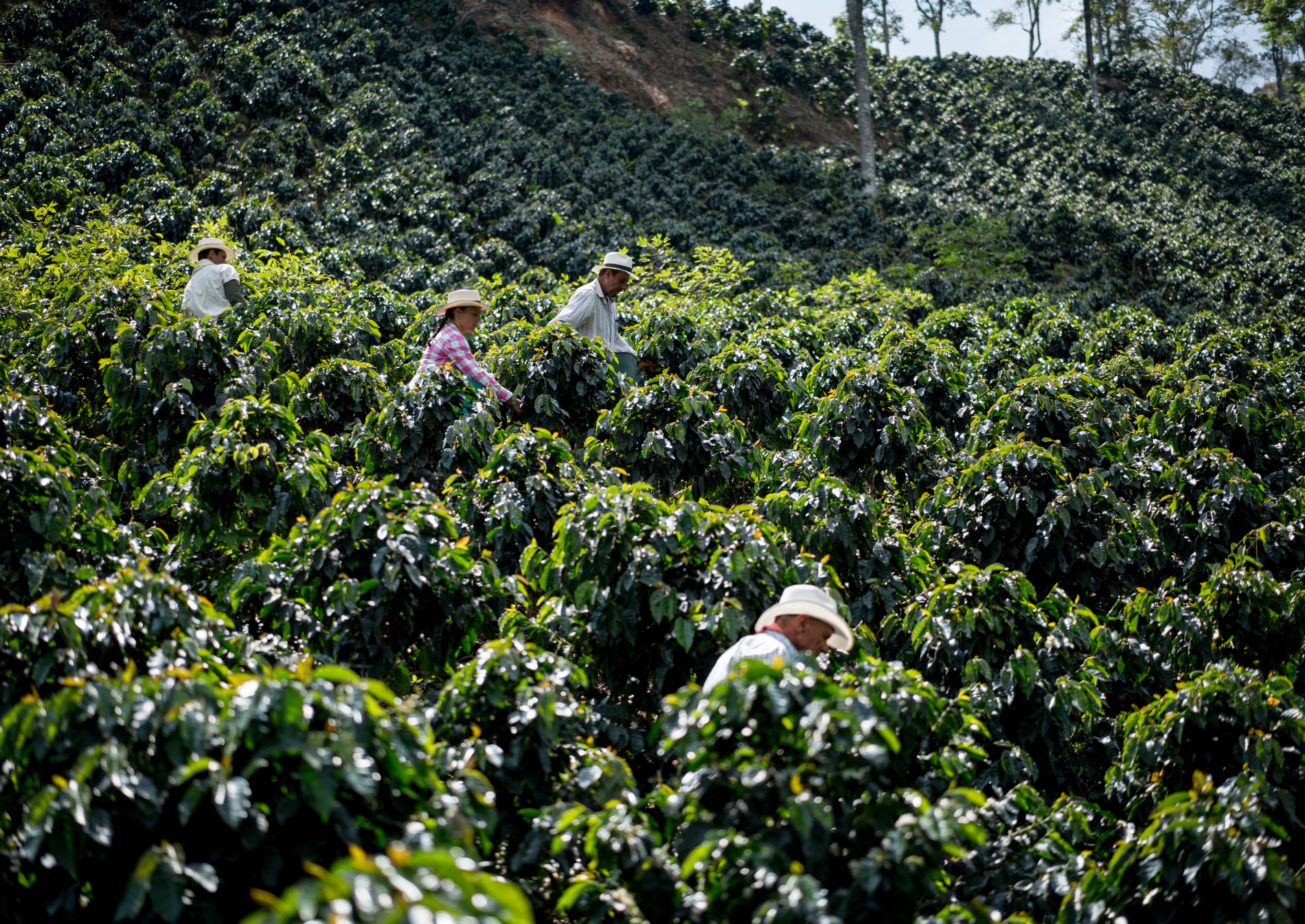 coffee-farm-workers-colombia