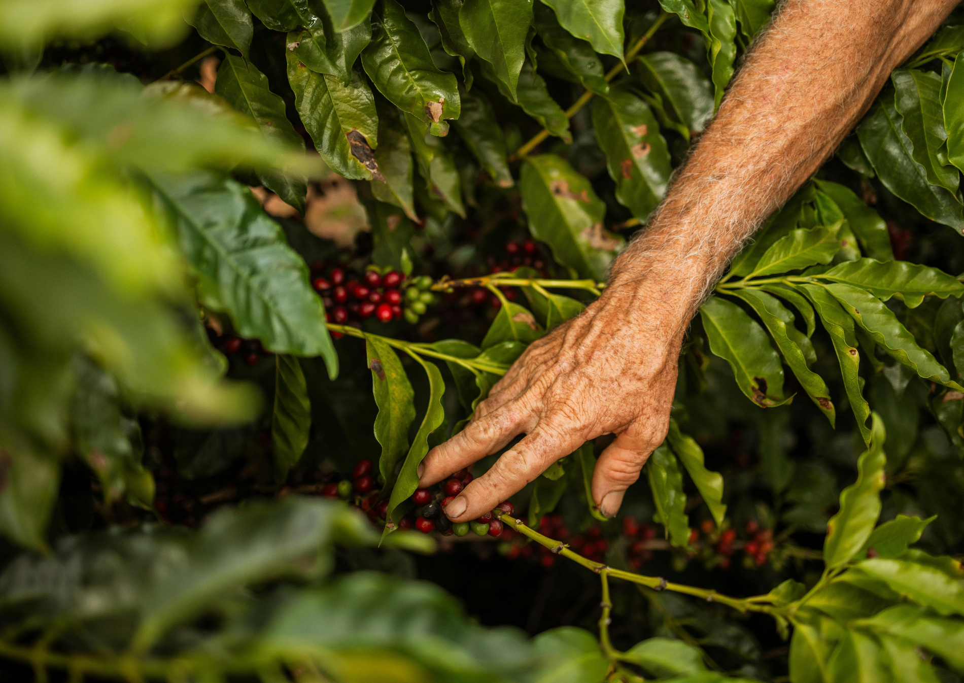 coffee-harvest-hand-picking-colombia