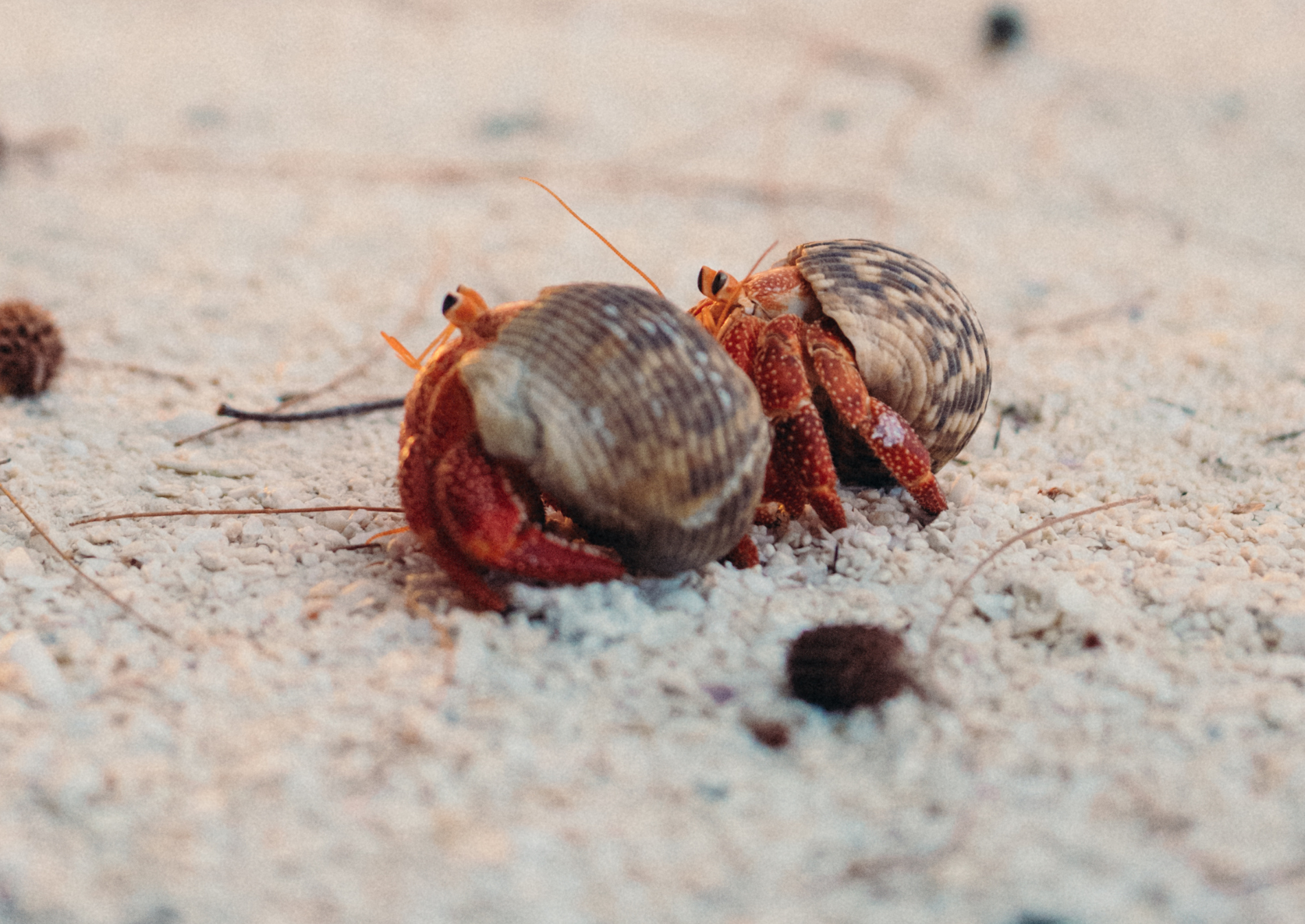 hermit-crabs-tetiaroa-wildlife