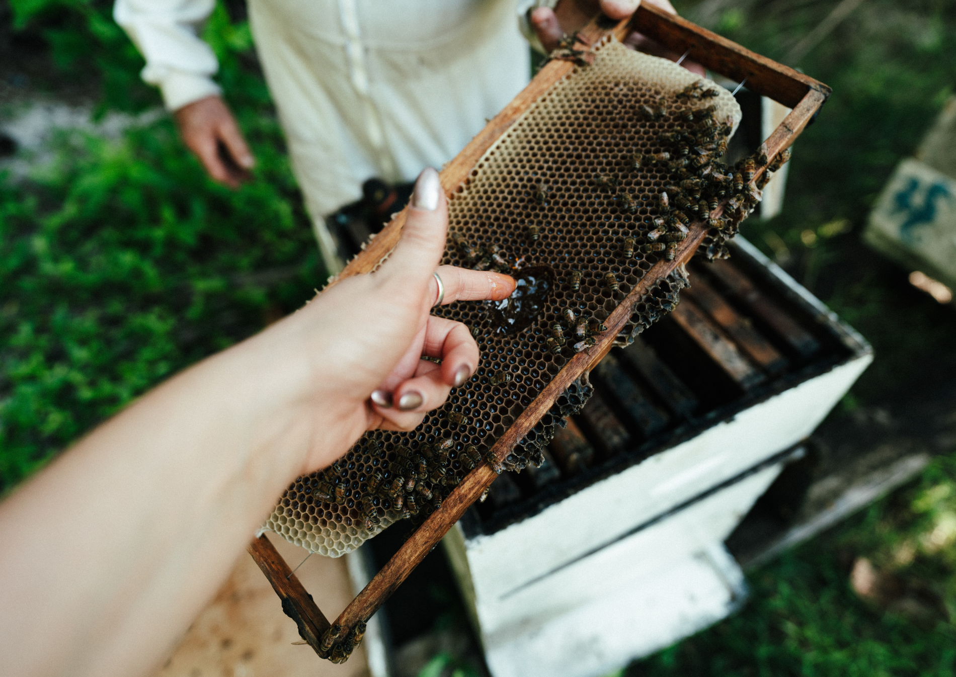 thebrando-beehives-tetiaroa-sustainability